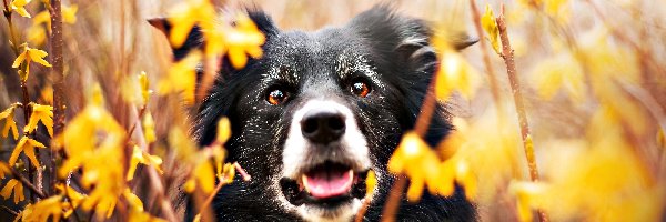 Forsycja, Border Collie