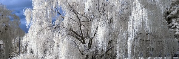 Płacząca, Wierzba, Biała