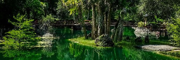 Stany Zjednoczone, Staw, Palmy, Ogród, Ogród botaniczny Cedar Lakes Woods and Gardens, Stan Floryda, Mostek