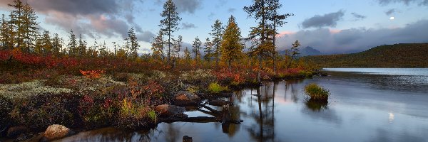 Rosja, Jesień, Obwód magadański, Drzewa, Jezioro Jack London Lake