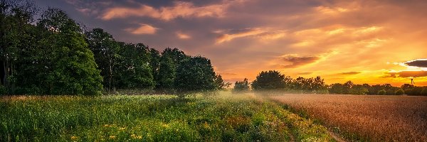 Łąka, Drzewa, Wschód słońca, Pola