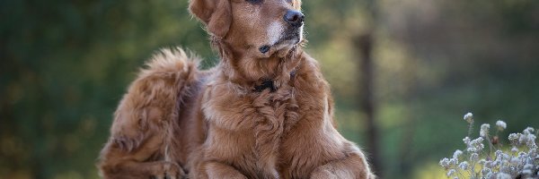 Murek, Rozmyte tło, Rośliny, Golden retriever