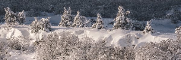 Ośnieżone, Aj-Petri, Drzewa, Zima, Szczyt, Ukraina, Góry Krymskie