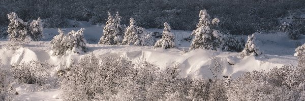 Ukraina, Drzewa, Szczyt, Ośnieżone, Zima, Góry Krymskie, Aj-Petri