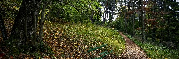 Park, Alejka, Drzewa, Ławka, Liście