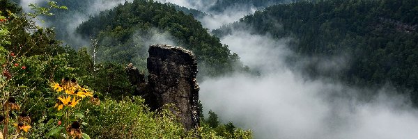 Rośliny, Mgła, Skały, Lasy, Wzgórza, Kwiaty, Żółte