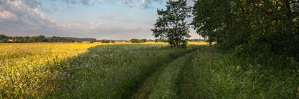 Polna, Łąka, Droga, Drzewa, Kwiaty