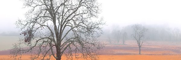 Trawa, Pole, Łąka, Mgła, Łyse, Drzewa