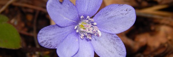 Przylaszczka, Kwiat, Niebieski
