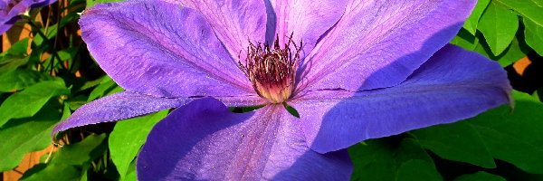 Clematis, Kwiaty, Przyroda