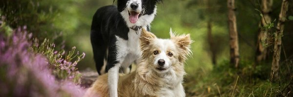 Dwa, Border collie, Psy, Wrzos, Las