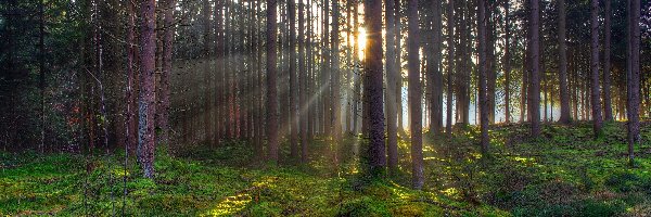 Drzewa, Runo leśne, Promienie słońca, Las