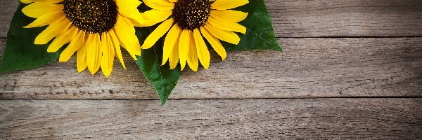 Liście, Rudbekia