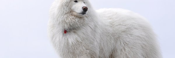 Samojed, Pies