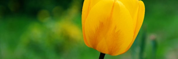 Tulipan, Żółty