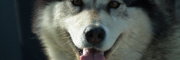 Alaskan Malamute, Pies