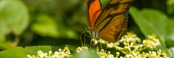 Zielone, Białe, Kwiatki, Liście, Motyl, Kolorowy