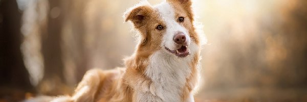 Biszkoptowo-biały, Border collie, Pies