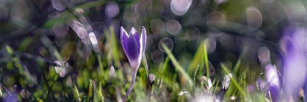 Krokus, Bokeh, Rośliny, Kwiat