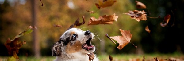 Owczarek australijski-australian shepherd, Liście