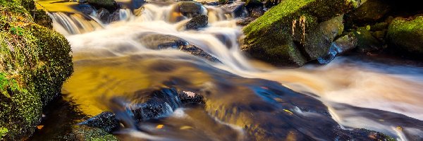 Rośliny, Las Valley Of Desolation, Rzeka, Hrabstwo Yorkshire, Anglia, Kamienie, Omszałe