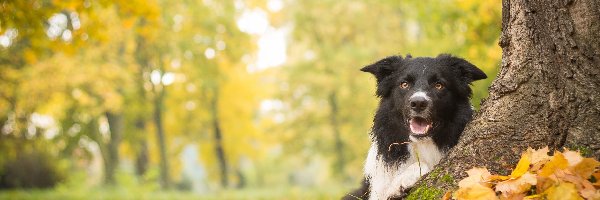 Border Collie, Drzewo, Jesień