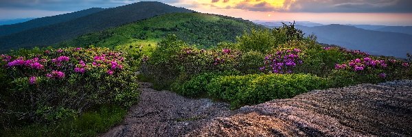 Skały, Stan Tennessee, Zachód Słońca, Różaneczniki, Szlak Appalachów, Szczyt Roan Mountain, Kwiaty, Stany Zjednoczone, Góry Appalachy, Chmury