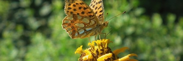 Motyl, Latonia, Dostojka, Cynia, Kwiat