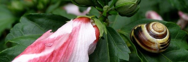 Ślimak, Ogrodowy, Hibiskus