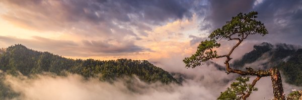 Sokolica, Mgła, Polska, Szczyt, Skały, Las, Chmury, Góry, Sosna, Pieniny