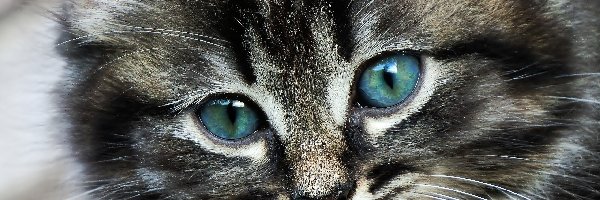 Mordka, Oczy, Niebieskie, Kot
