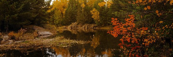 Las, Drzewa, Jezioro, Jesień