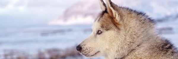 Głowa, Siberian husky, Profil, Rozmyte Tło, Pies, Zima