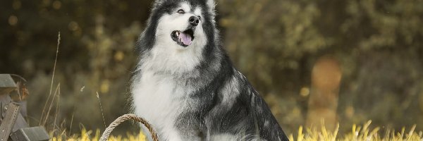 Alaskan malamute, Kosz, Trawa, Pies