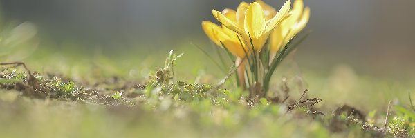 Krokusy, Zbliżenie, Kwiaty, Żółte