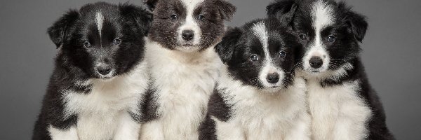 Border Collie, Szczeniaczki