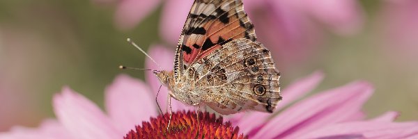 Kwiat, Owad, Makro, Jeżówka, Motyl, Rusałka osetnik