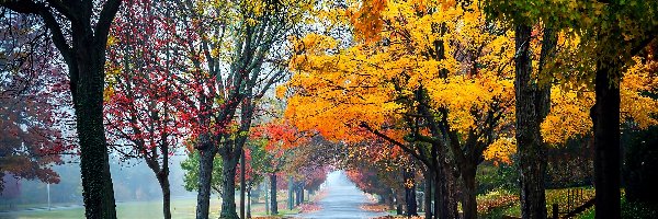 Droga, Park, Jesień