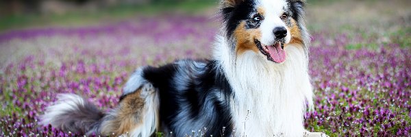 Łąka, Border collie