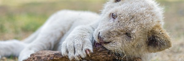 Małe, Lwiątko, Białe, Zabawa, Konar