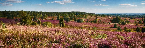 Drzewa, Wrzosowisko, Wrzos, Pola