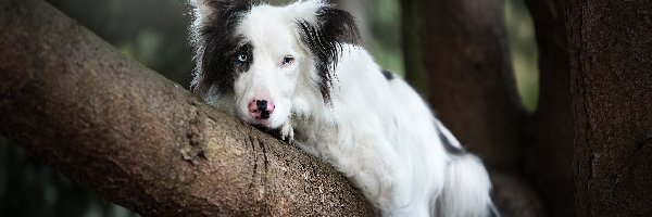 Pies, Border collie, Leżący, Konar, Drzewo