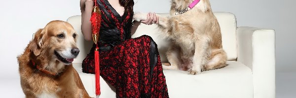 Golden, Dziewczyna, Retriever, Sukienka, Czerwona
