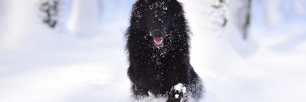 Owczarek belgijski groenendael, Śnieg