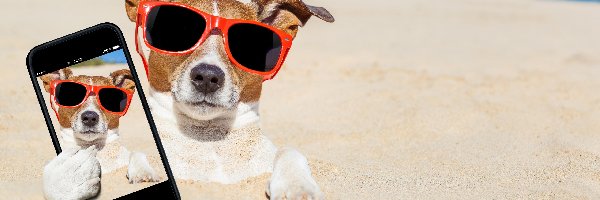 Selfie, Piasek, Telefon, Śmieszne, Okulary, Jack Russell terrier