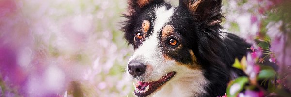 Kwiaty, Border collie, Łaciaty