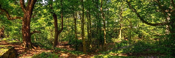 Drzewa, Rośliny, Ścieżki, Las