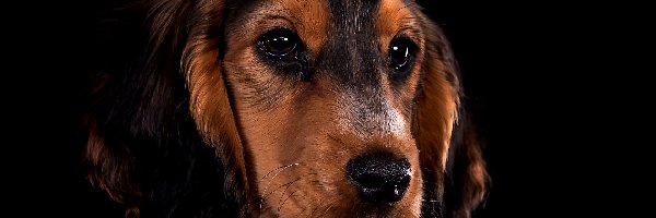 Mordka, Ciemne tło, Spojrzenie, Cocker spaniel