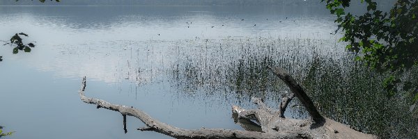 Jezioro, Pień, Zarośla, Mgła, Drzewa