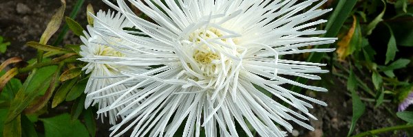 Aster, Biały